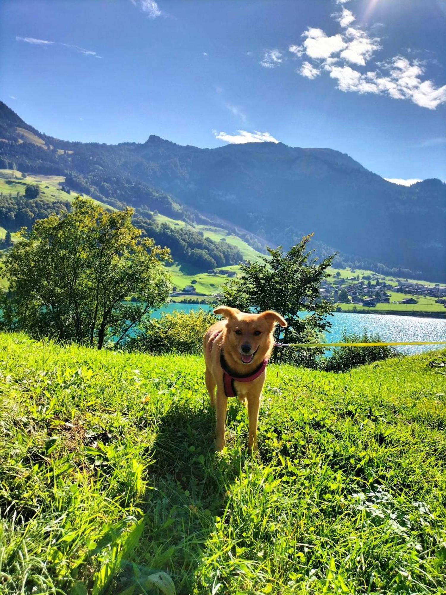 Gemuetliche Fewo Mit Sauna Inmitten Der Berge マイリンゲン エクステリア 写真