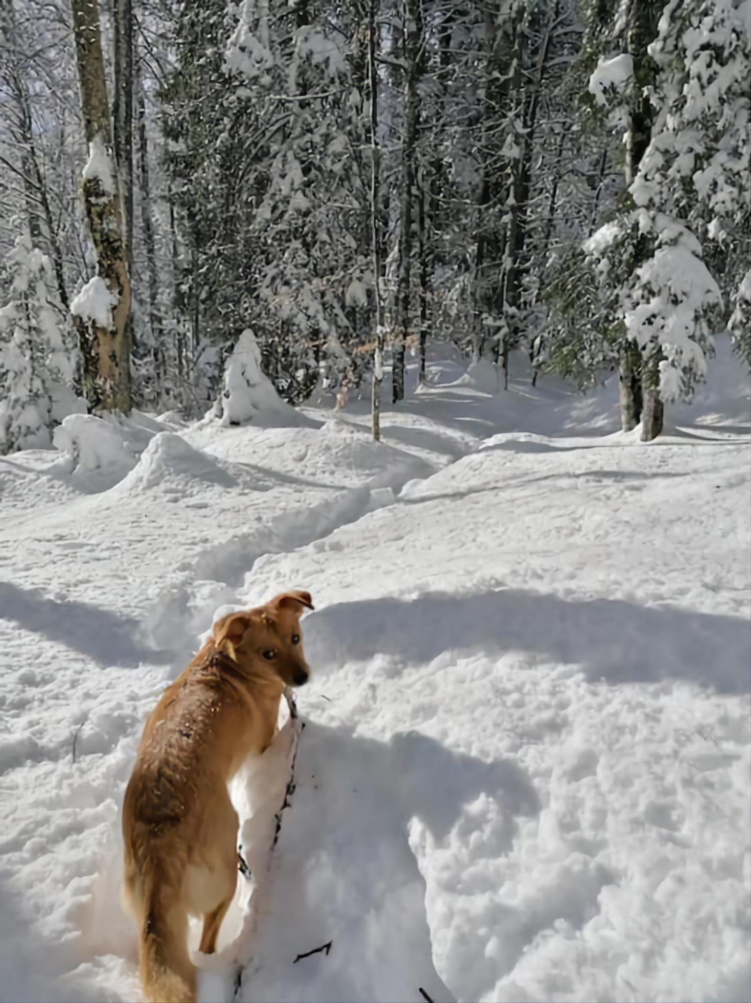 Gemuetliche Fewo Mit Sauna Inmitten Der Berge マイリンゲン エクステリア 写真